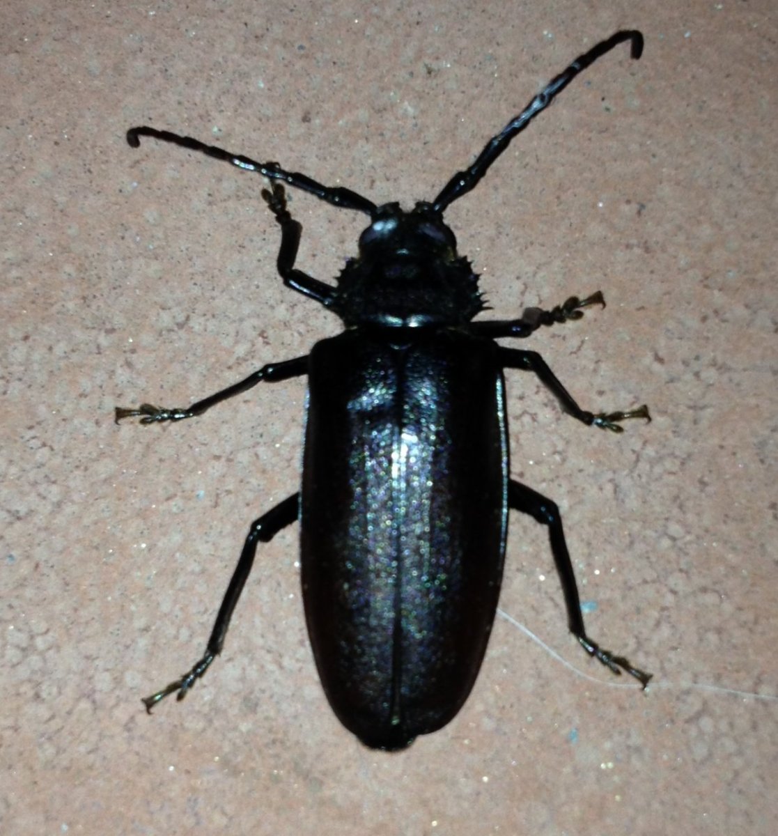 Жук НАСЕКОМУС