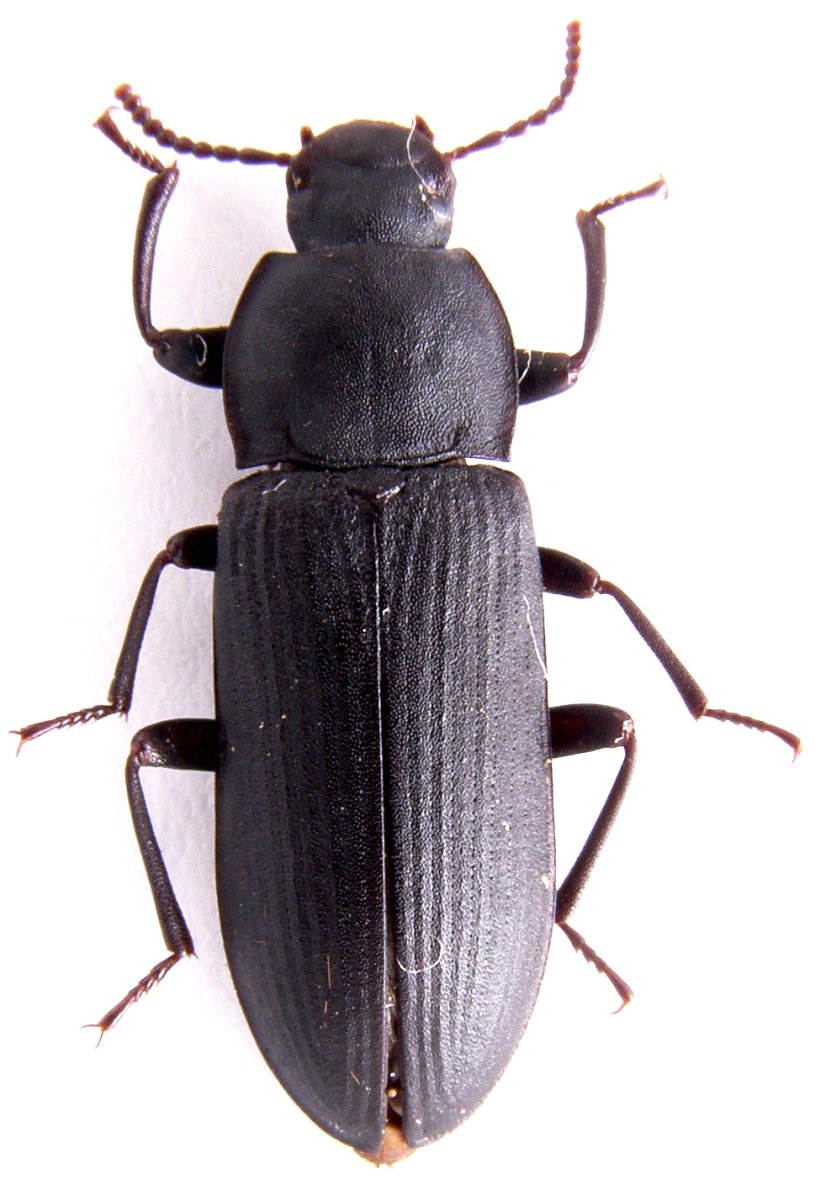 Малый мучной хрущак