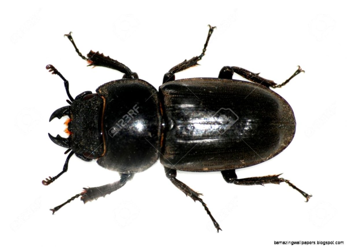 Женщина Жук