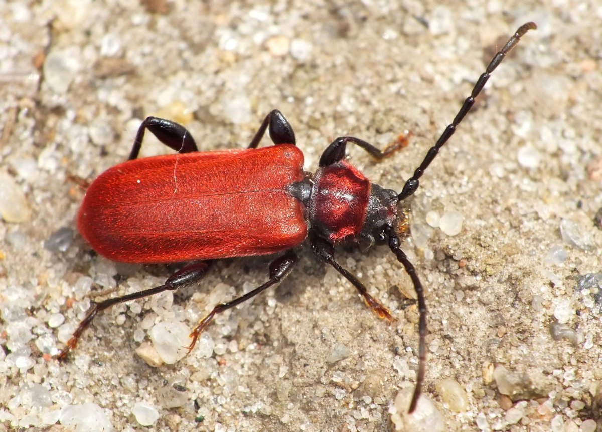 Pyrrhidium sanguineum