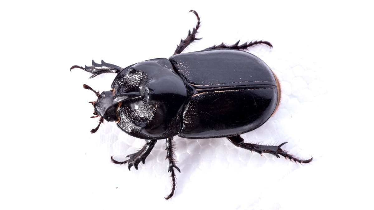 Навозный Жук на белом фоне