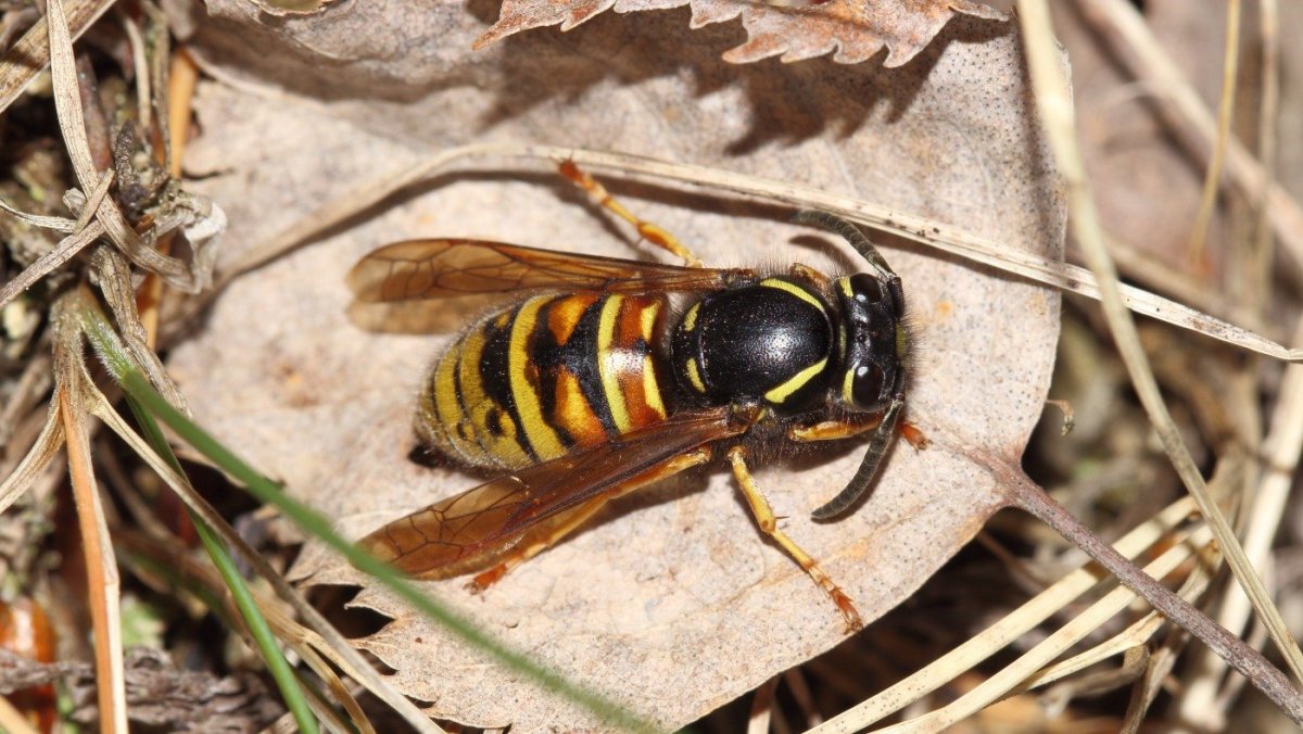 Пчела Овод Шершень Оса