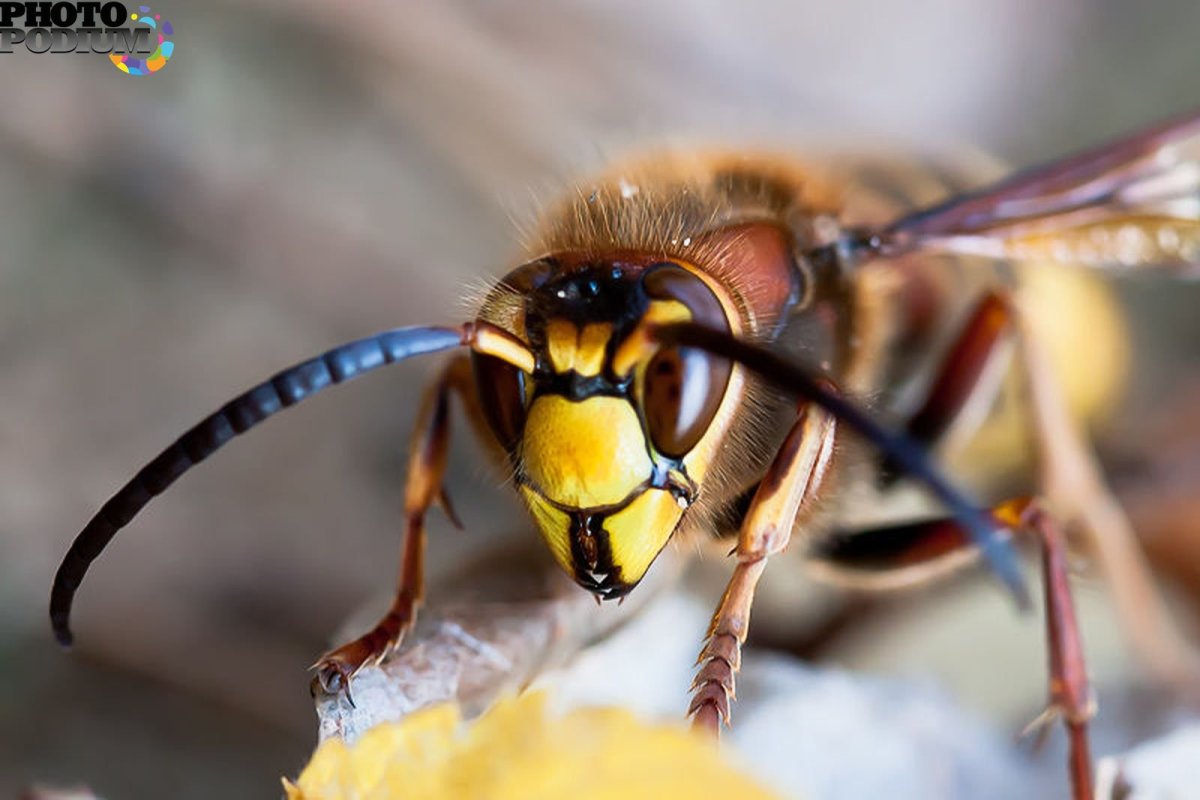 Девятерик Шершень