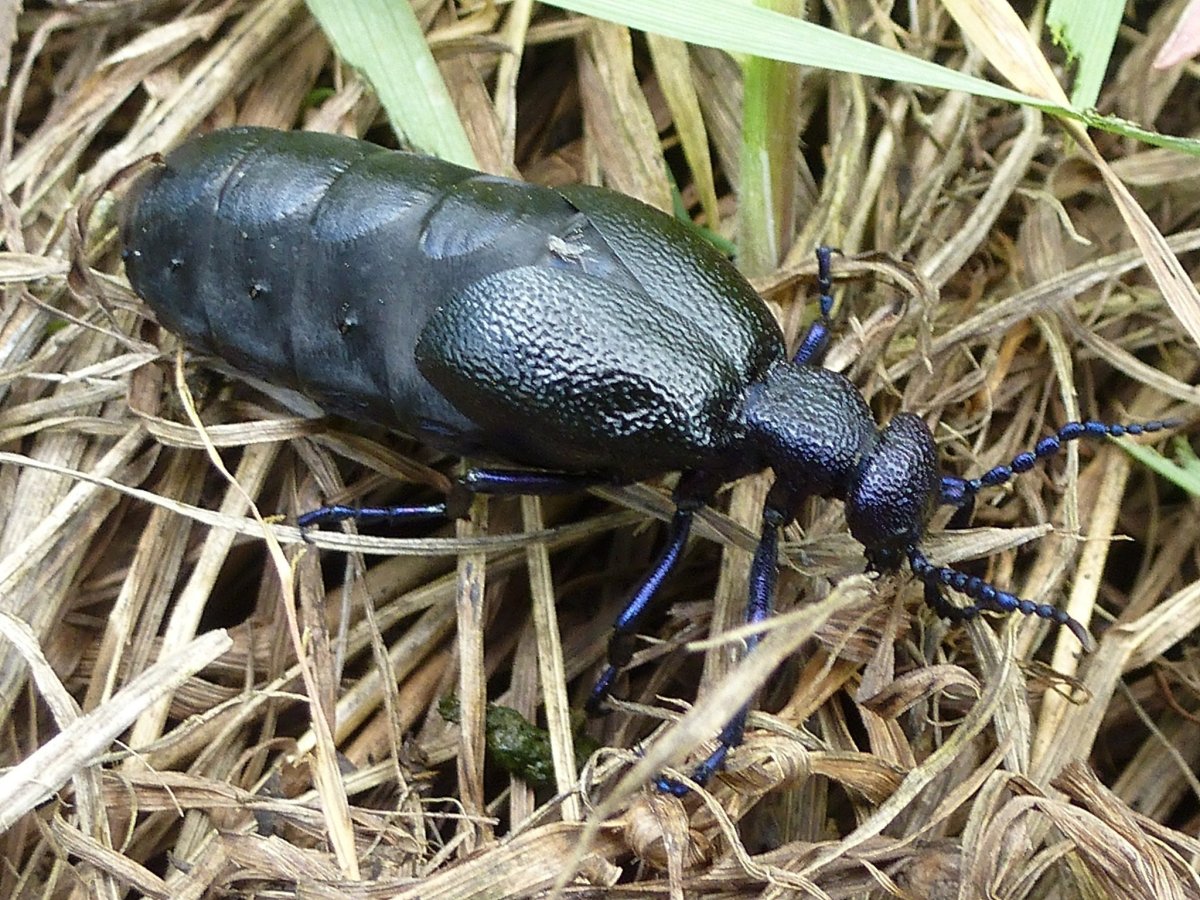 Жук нарывник