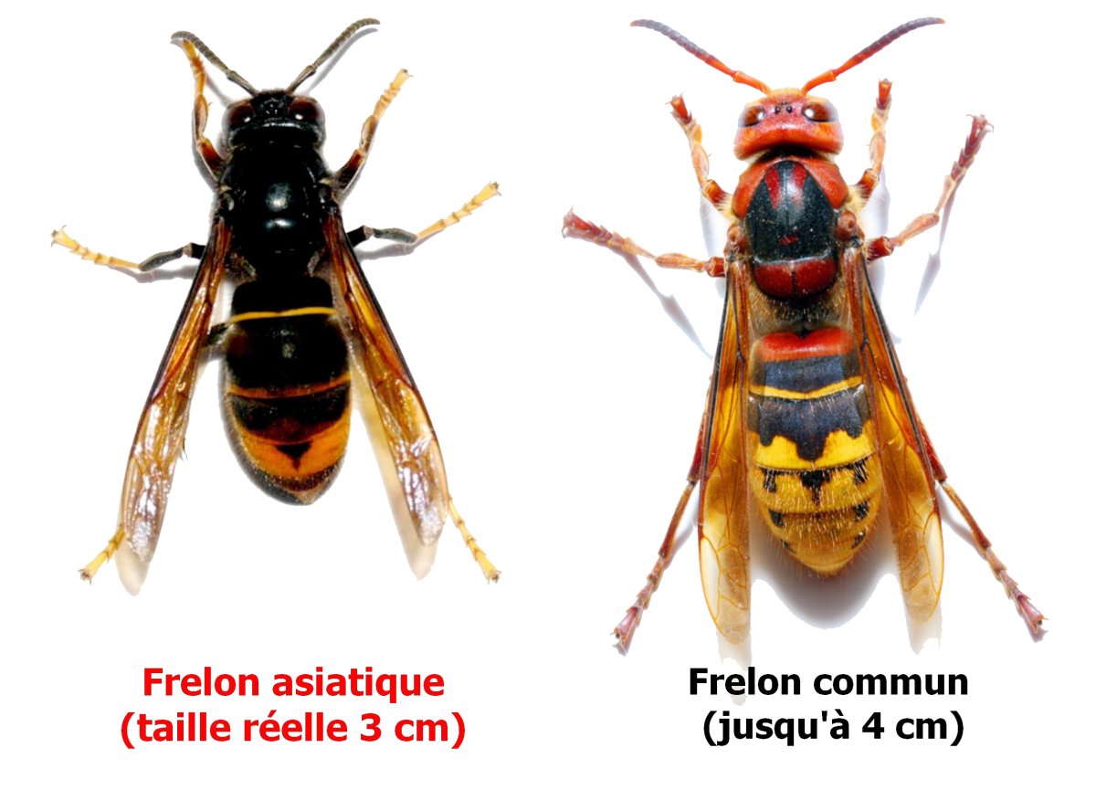Шершень и Оса