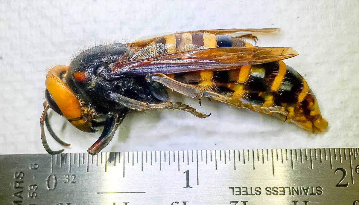 Серейский Шершень