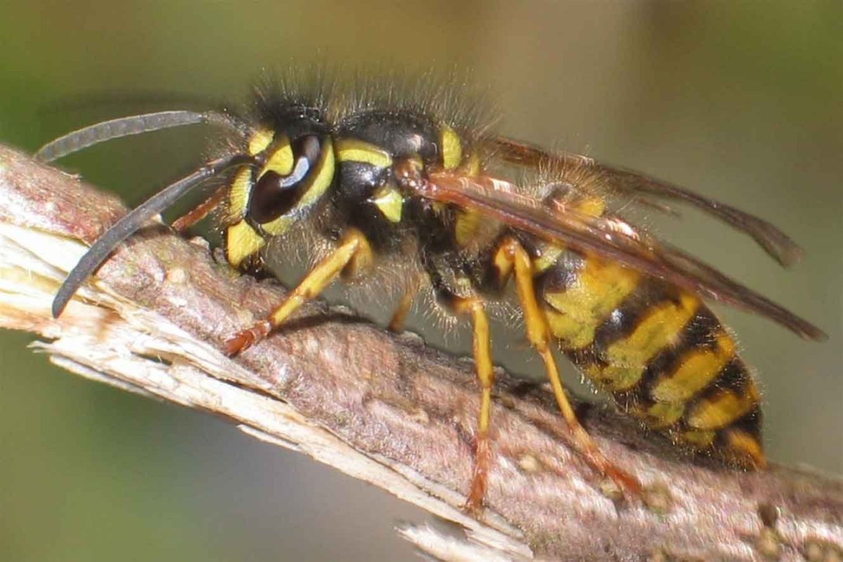 Оса обыкновенная лат Vespula vulgaris