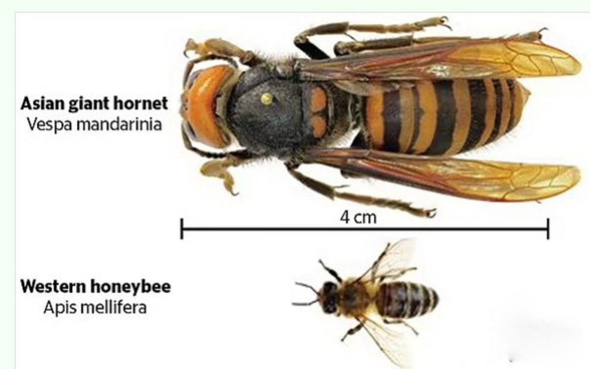 Шершень опасность для человека в России