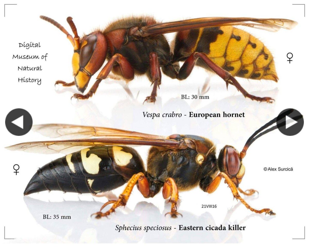 Оса пчела трутень Шершень