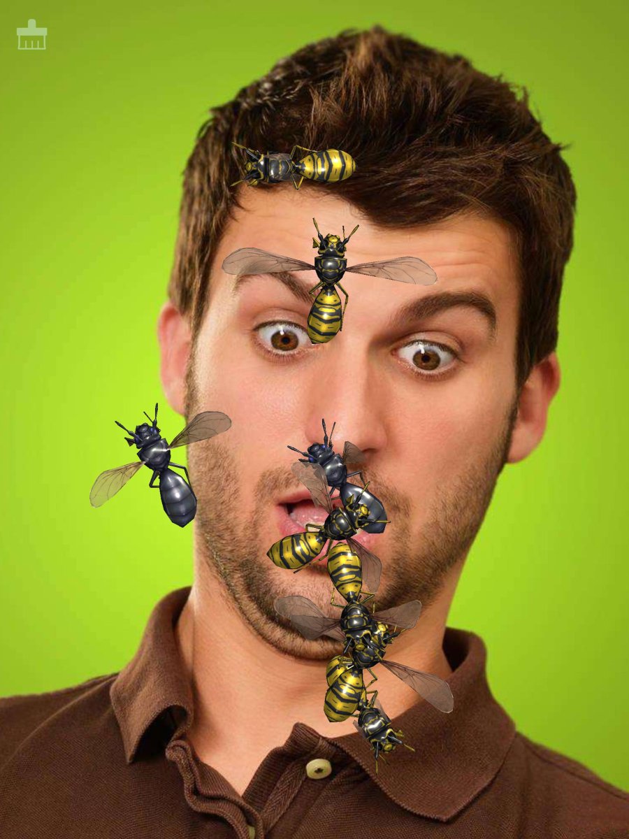 Зелёный Шершень насекомое