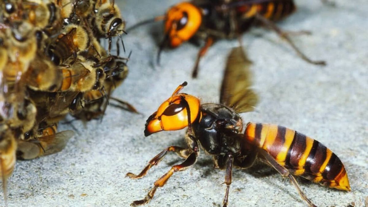 Овод и Шершень