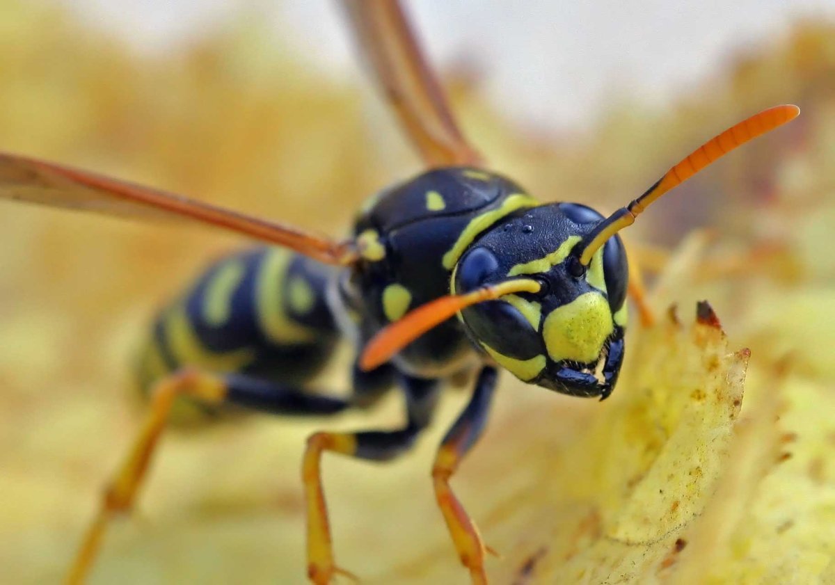 Девятерик Шершень