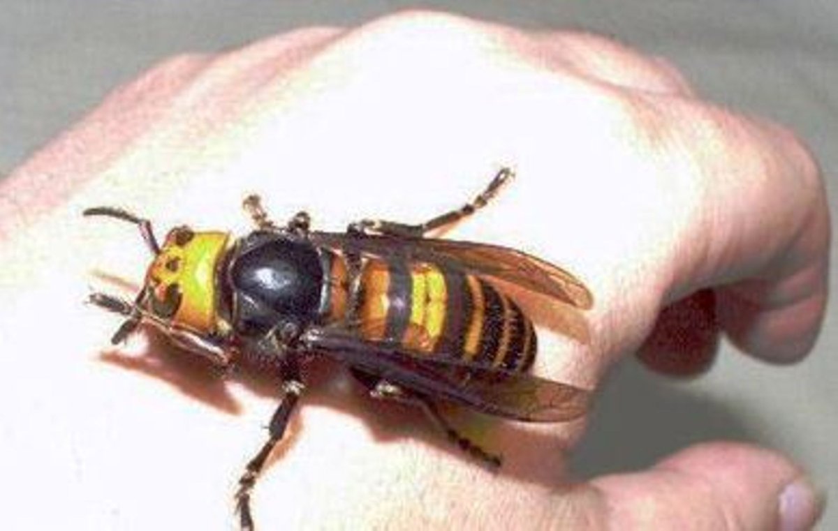 Самые большие Шершни в мире