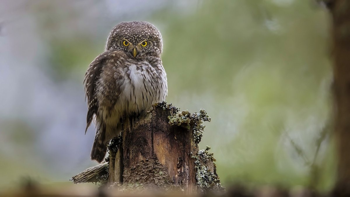Совы и филины Подмосковья