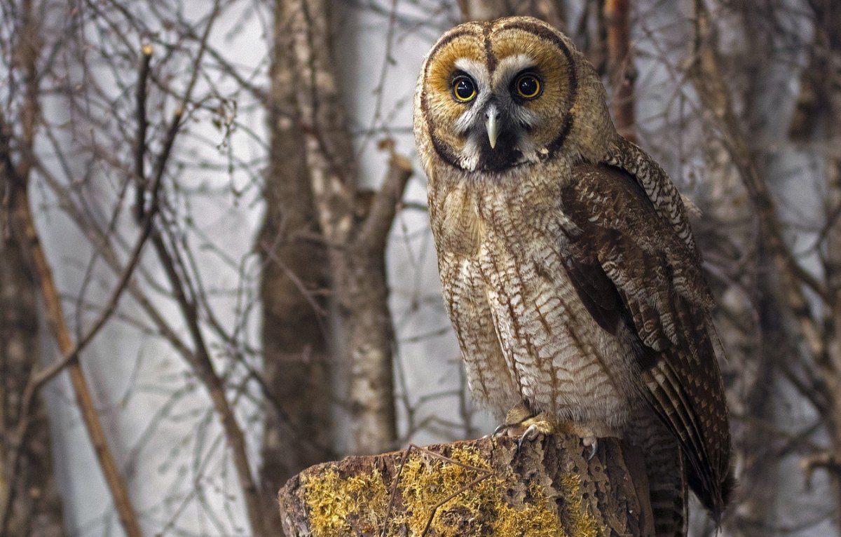 Совы и филины подмосковья