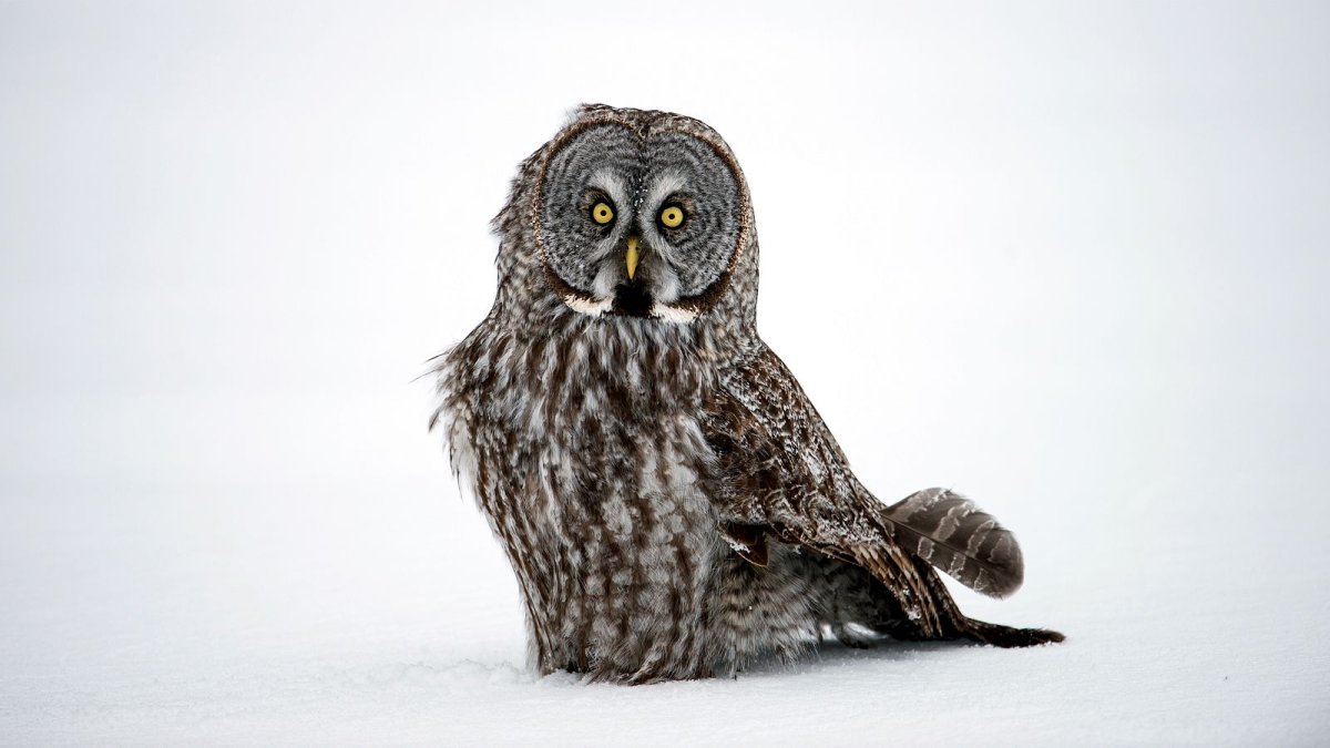 Бородатая неясыть Басик