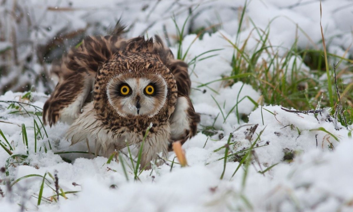 Совы Подмосковья