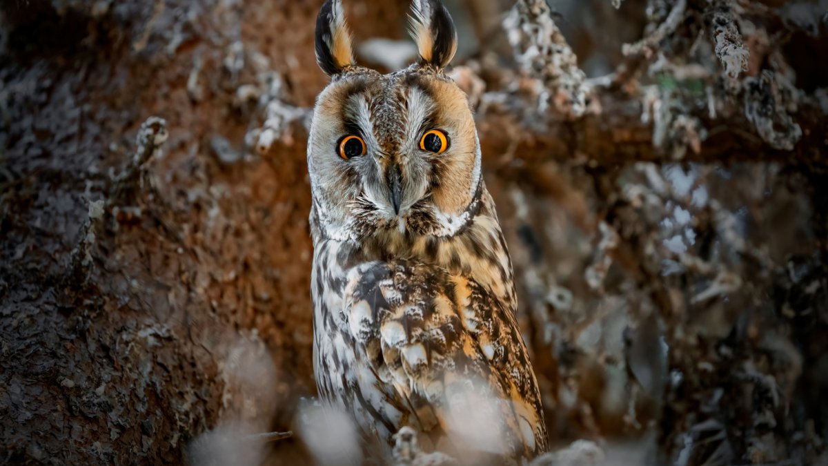 Ушастая Сова зимой