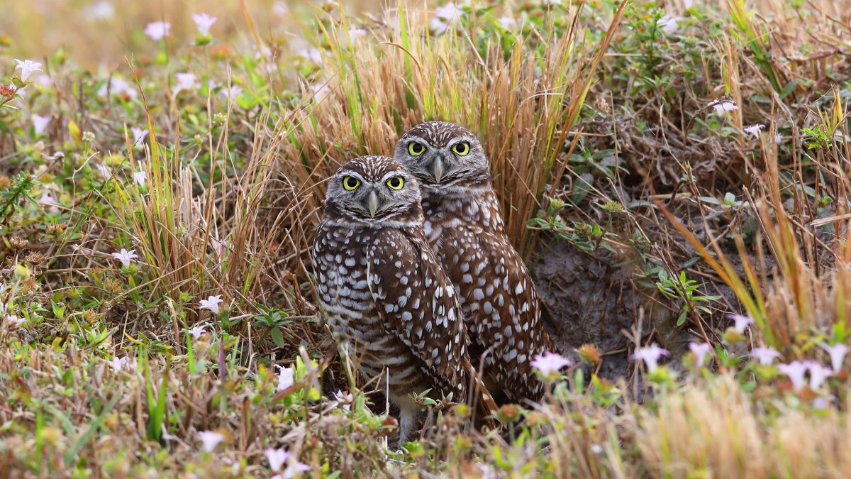 Бородатая неясыть