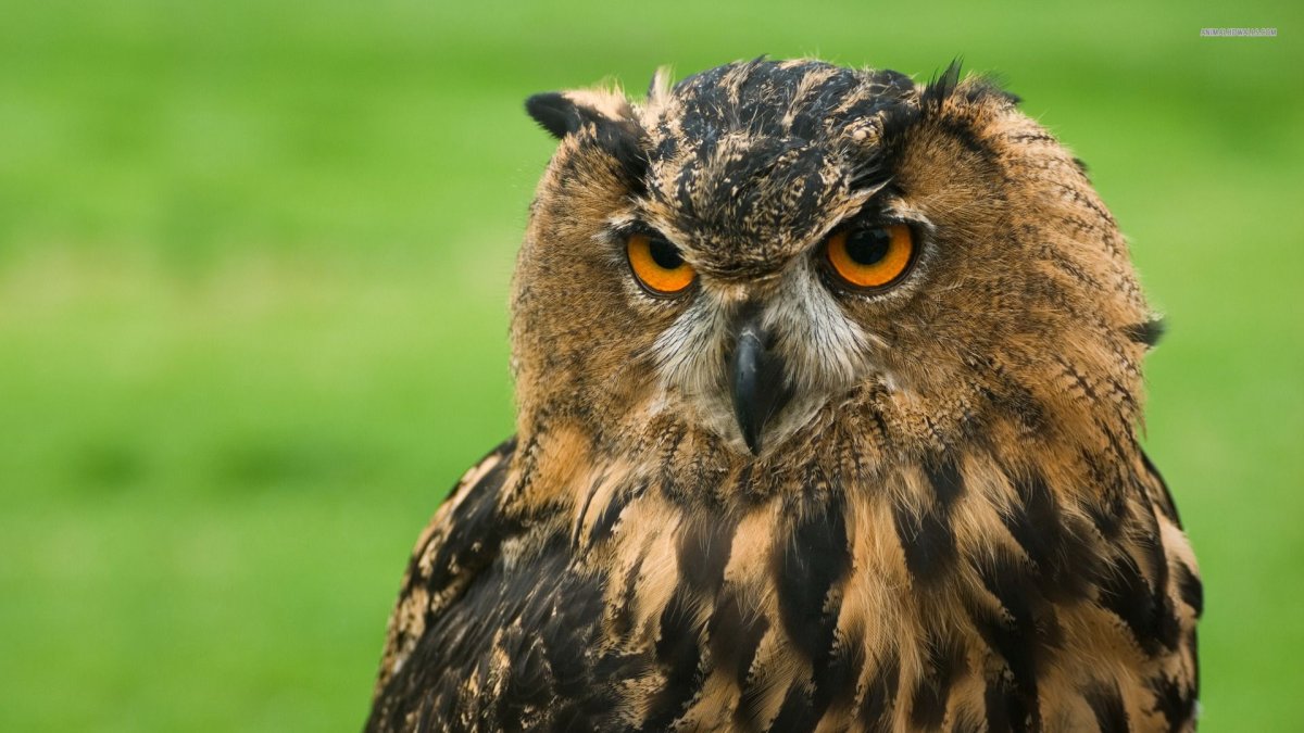 Филин на рабочий стол