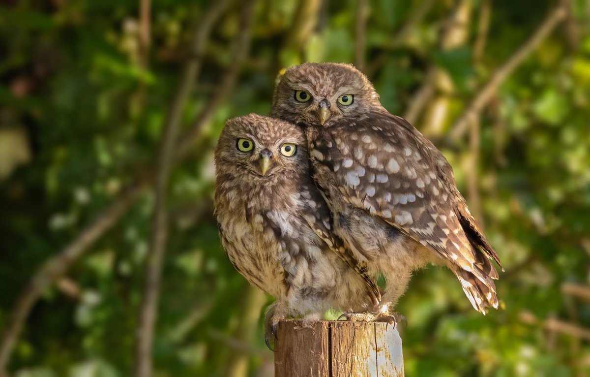 Домовый Сыч Юйни