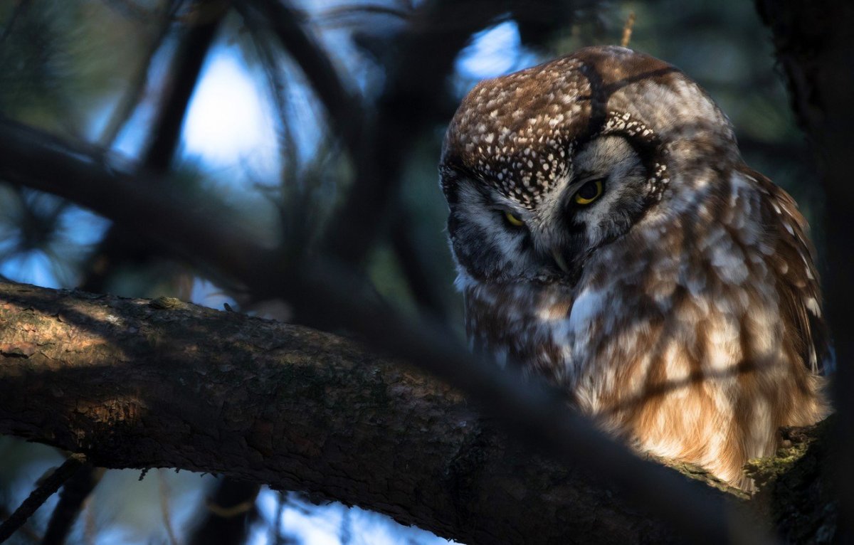 Неясыть ночью