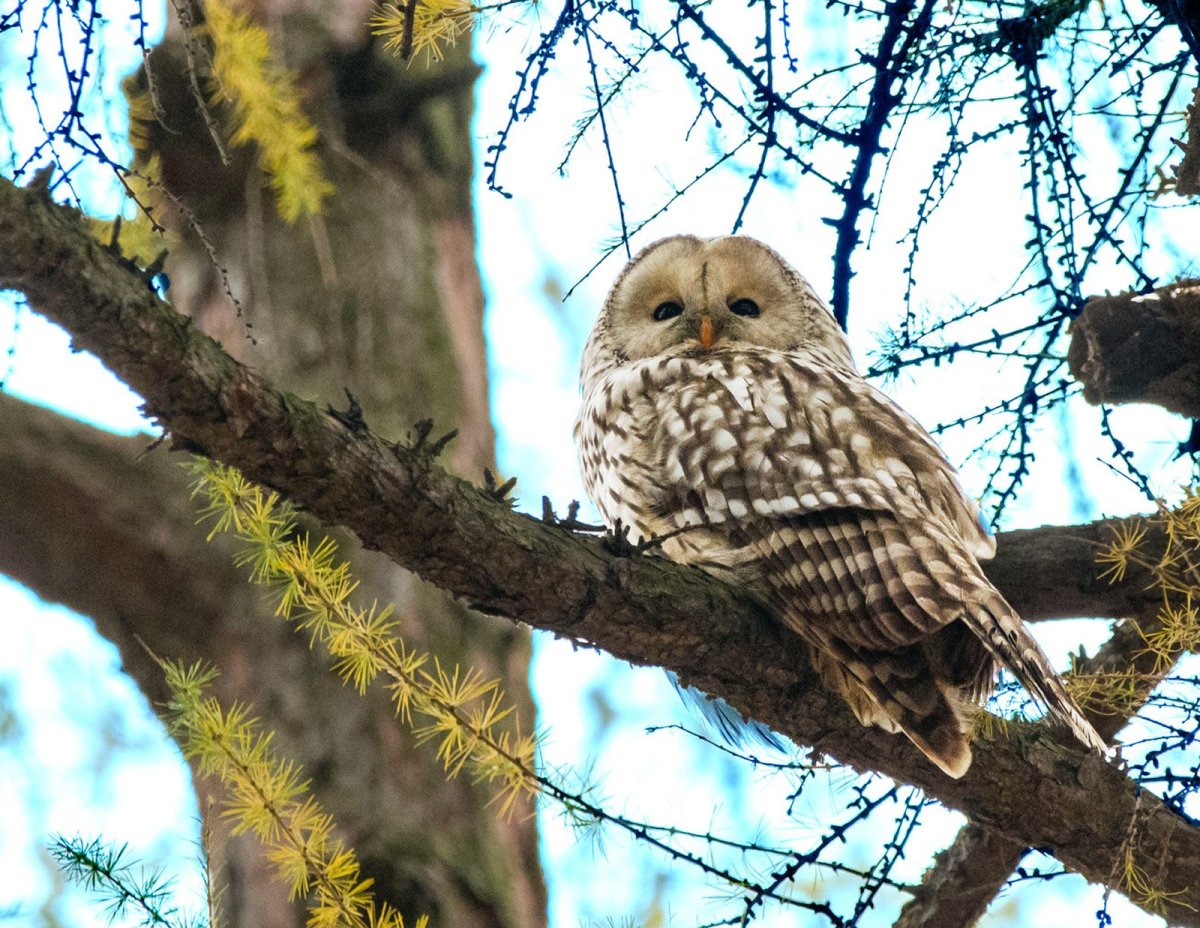 Слеток длиннохвостой неясыти