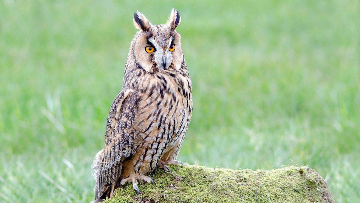 Ушастая Сова