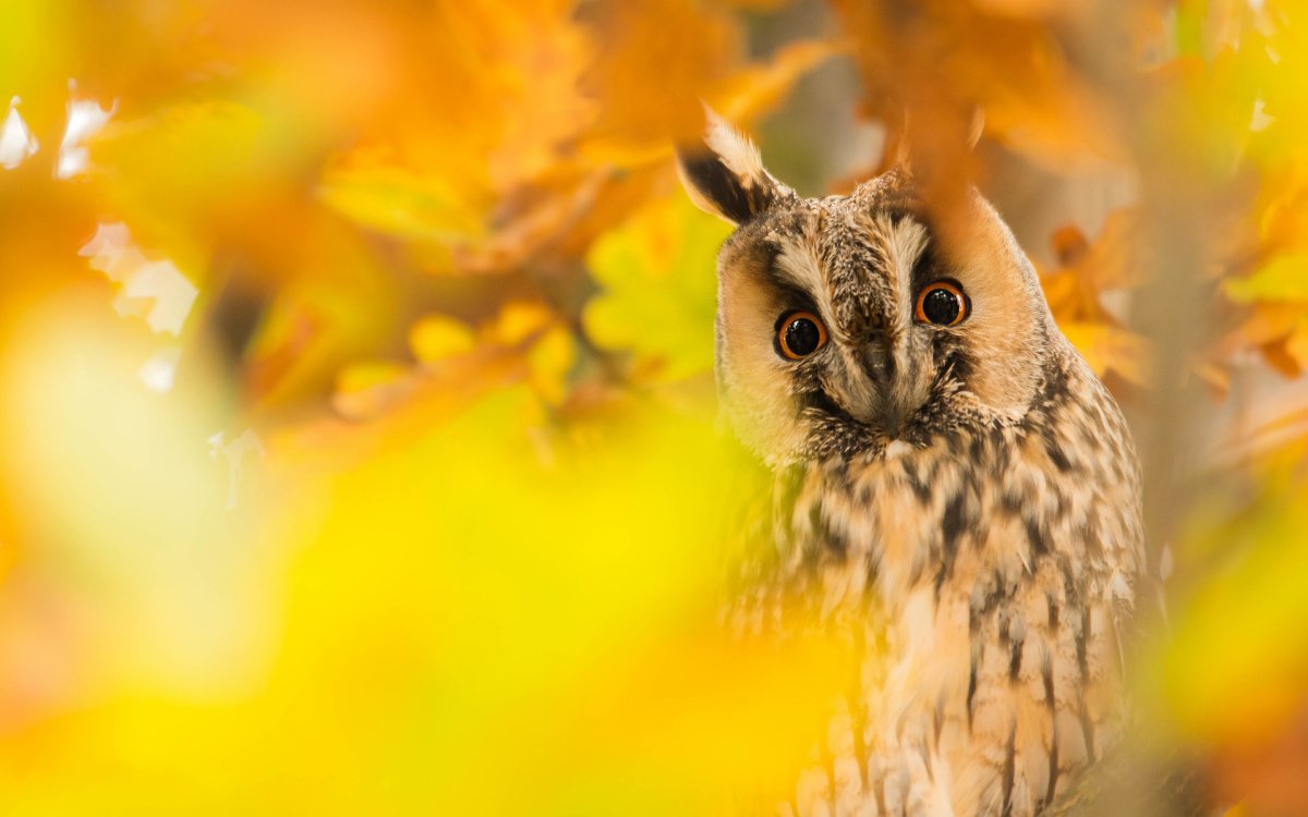 Сова осень