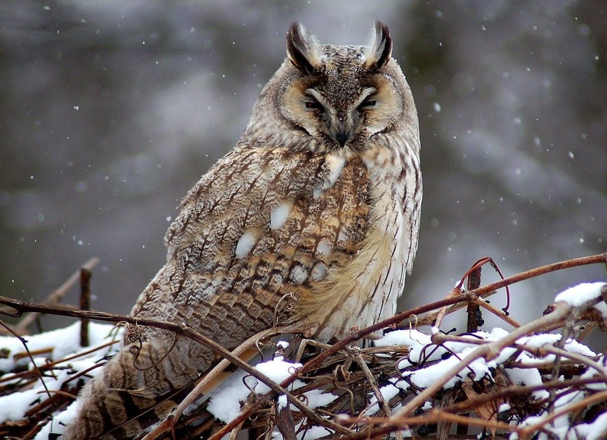 Ушастая Сова ночная птица