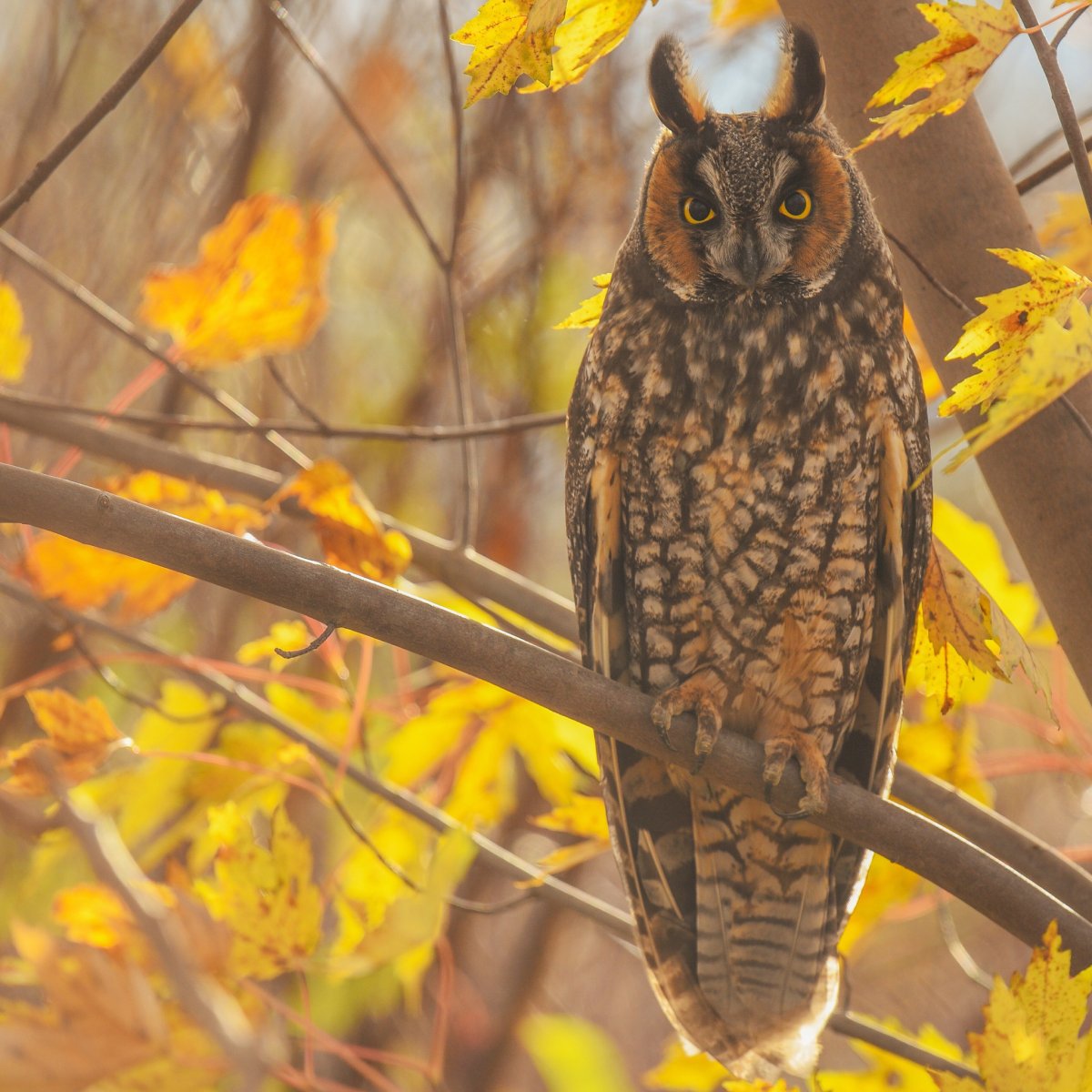 Сова осенью