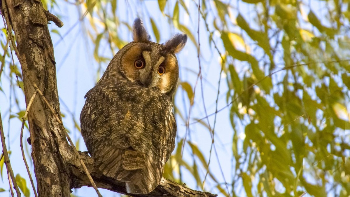 Ушастая Сова Московская область