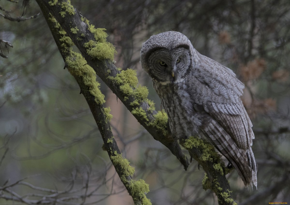 Центральноамериканская ушастая Сова