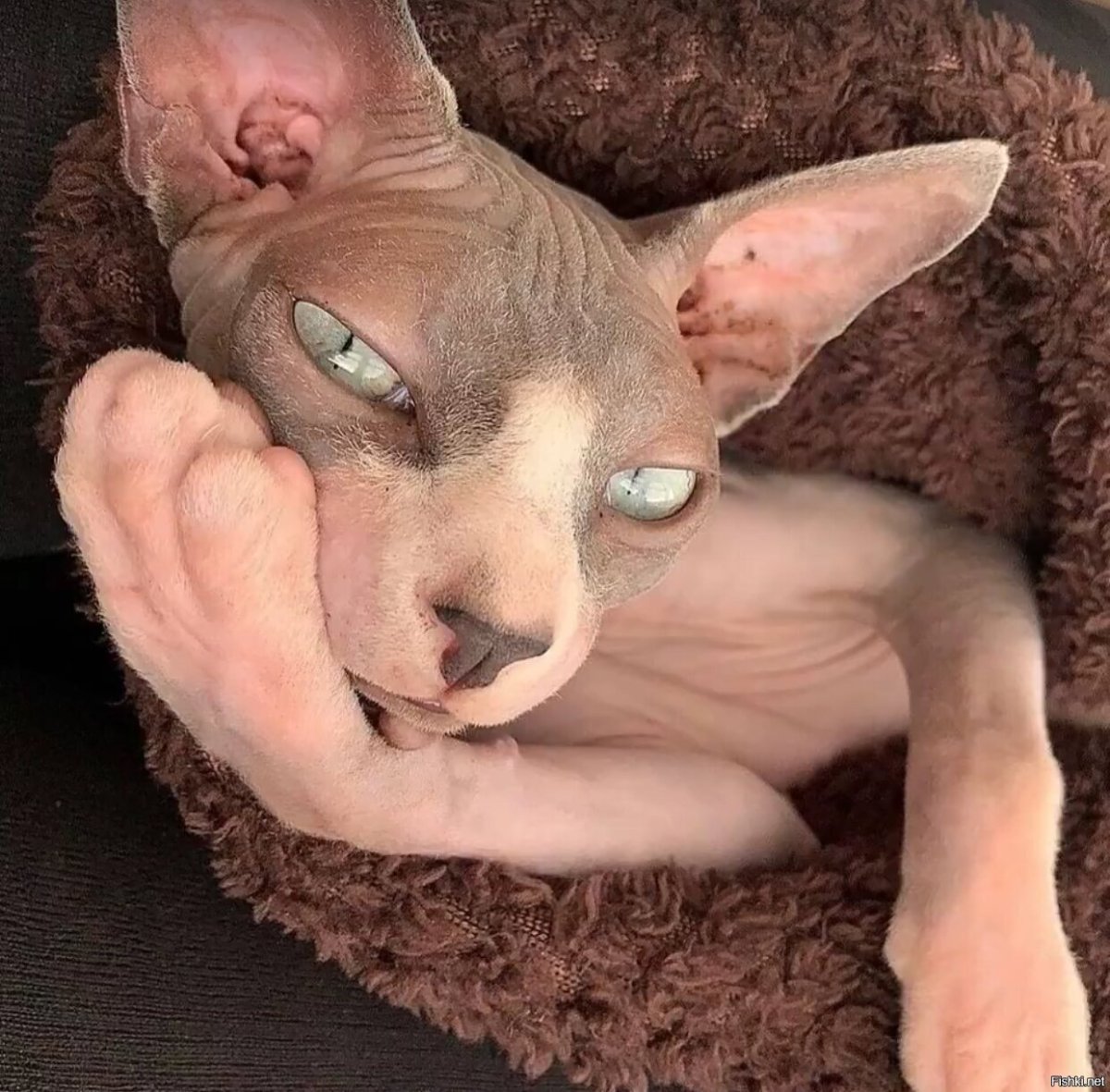 Сфинкс кошка приколы