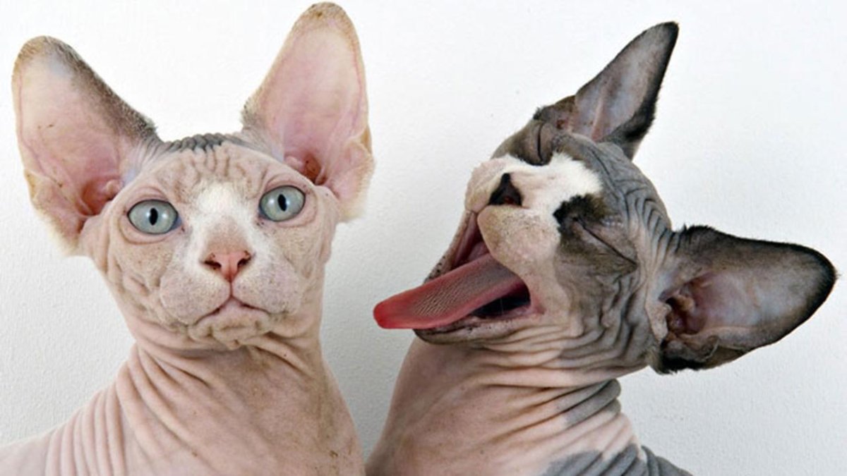 Ультра Голд канадский сфинкс