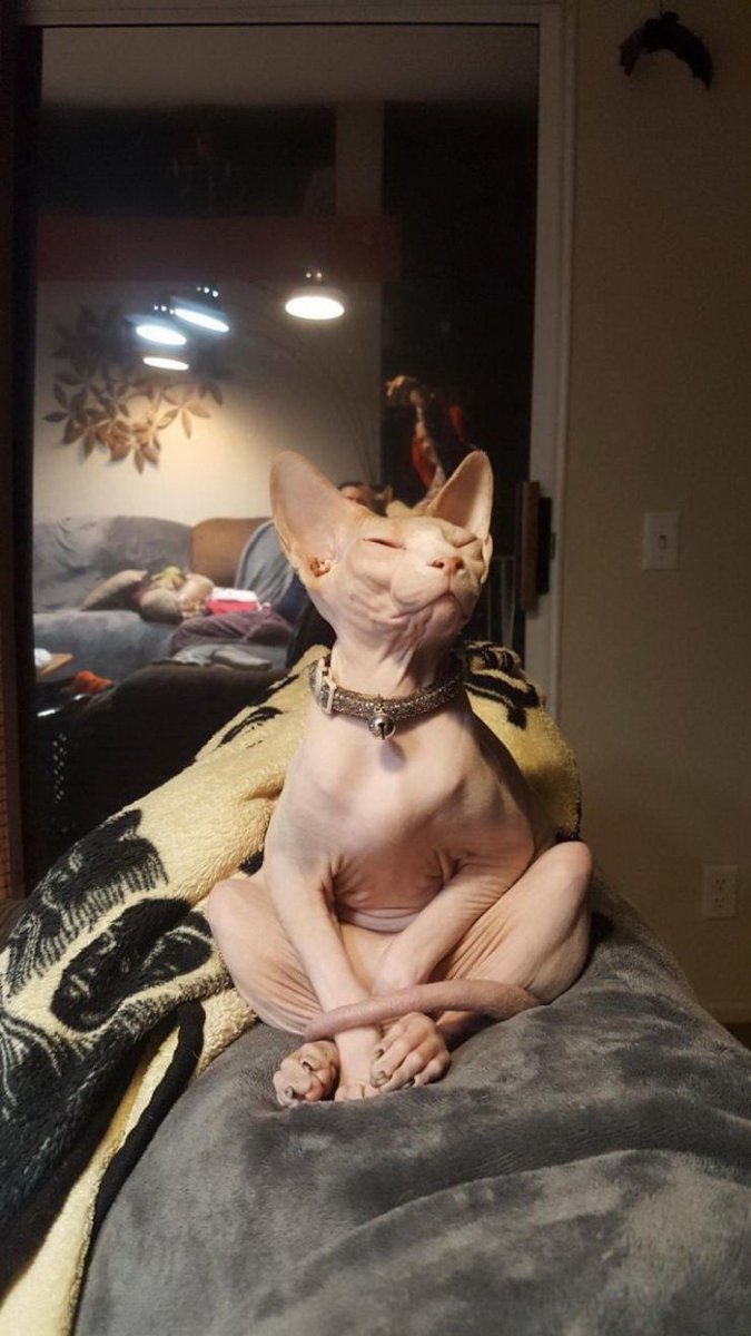 Смешные сфинксы