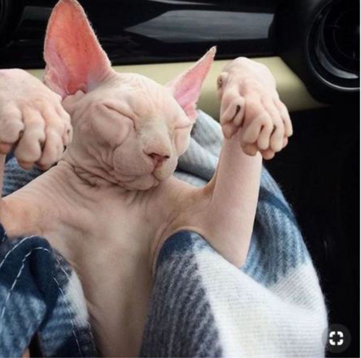 Лысый кот спит