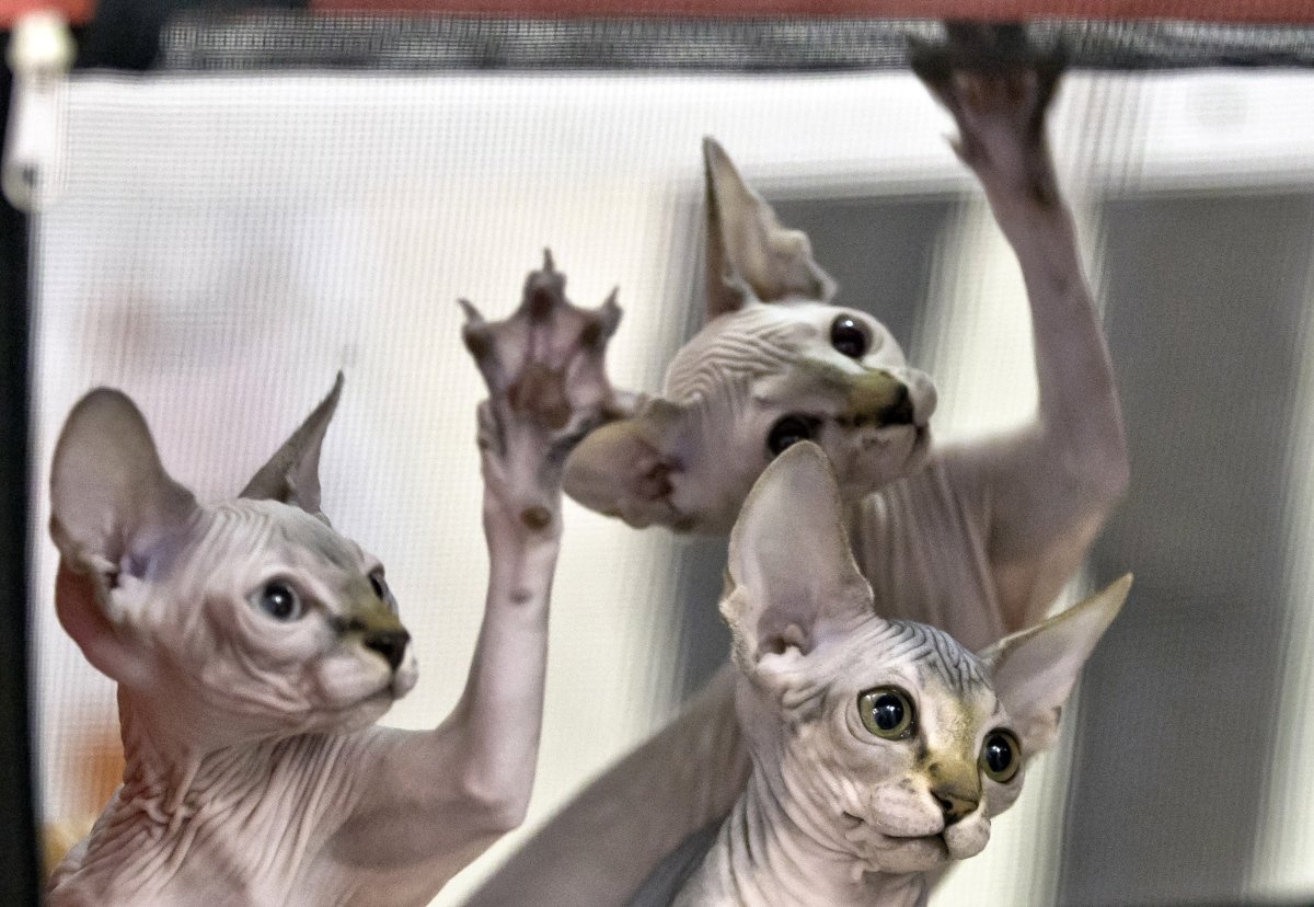 Канадский сфинкс прикол