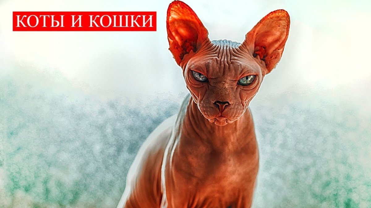 Девушка и лысый кот картинки на рабочий стол крутые