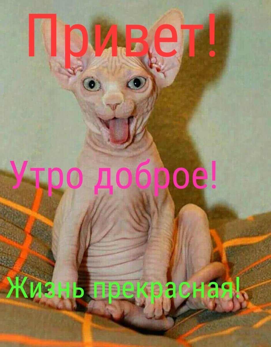 Кот сфинкс с большими ушами