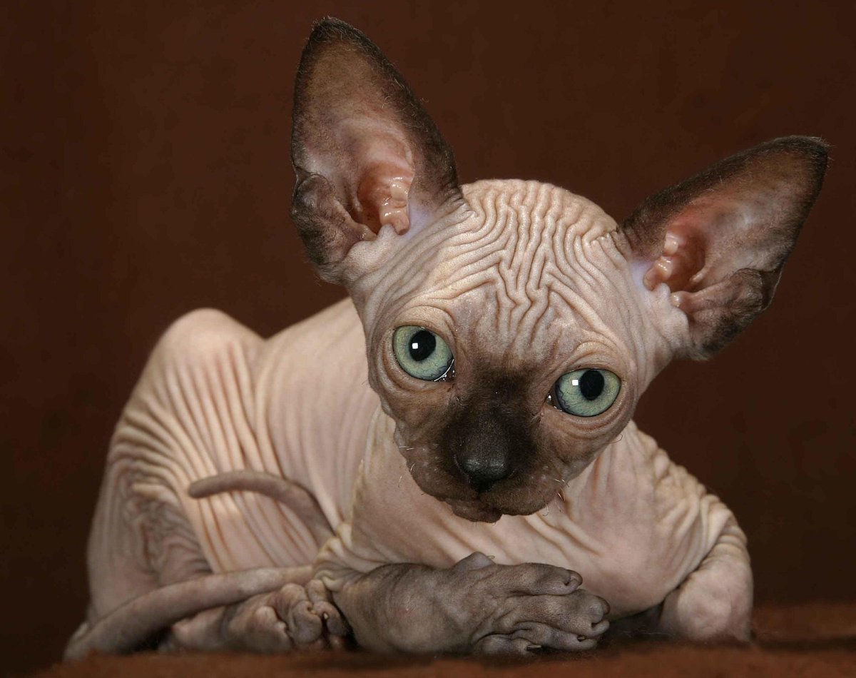 Приколы про лысых котов