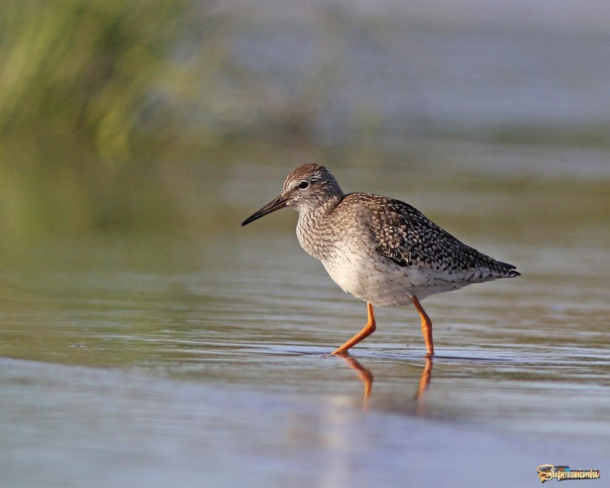 Куликам (травник, кроншнеп)