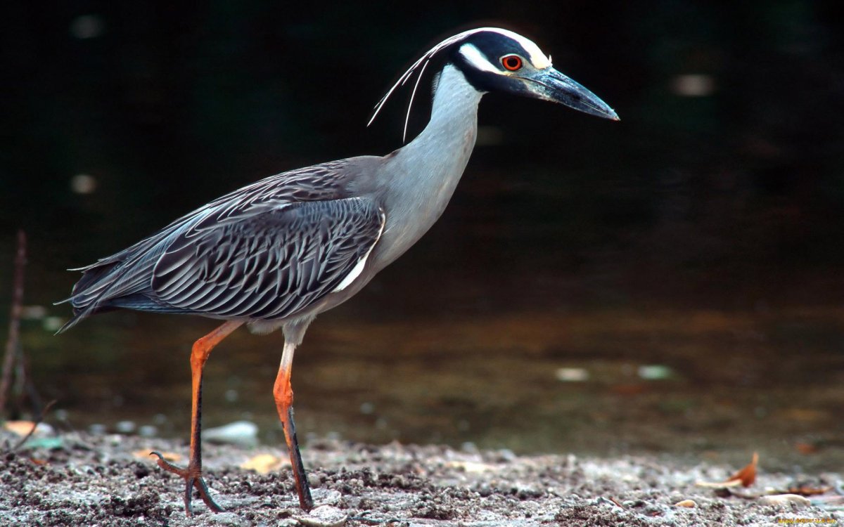 Желтоголовая цапля