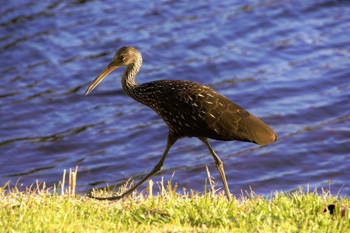 Ибис с длинным клювом