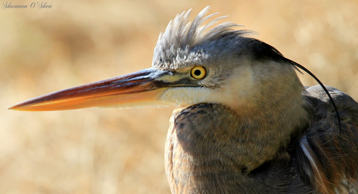 Птица с длинным носом