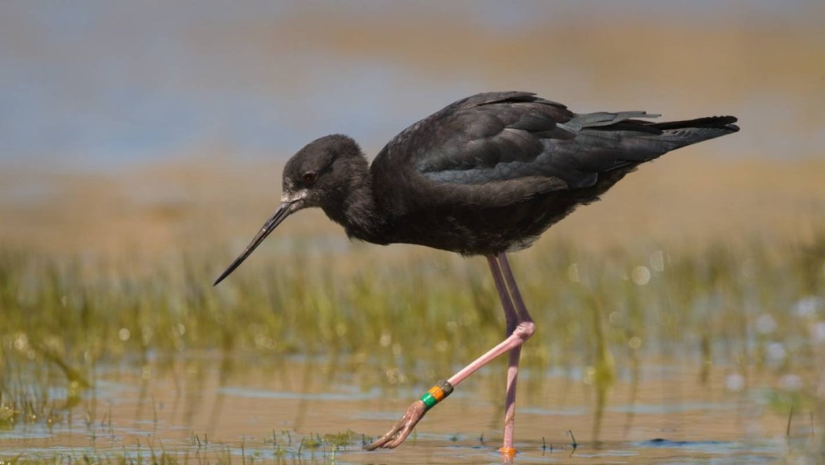 Птица с большими лапами
