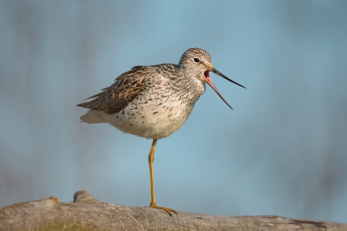 Птица с длинным клювом в Подмосковье