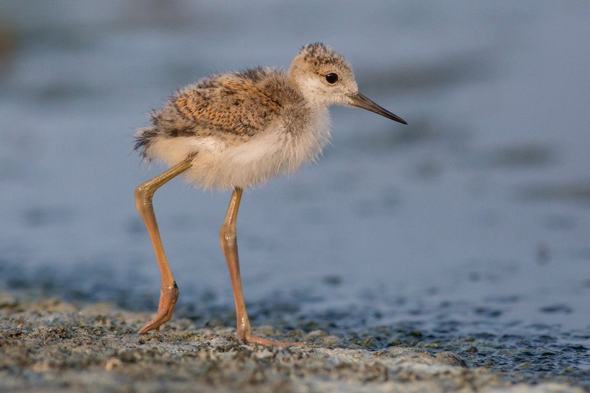 Кулик-ходулочник места обитания