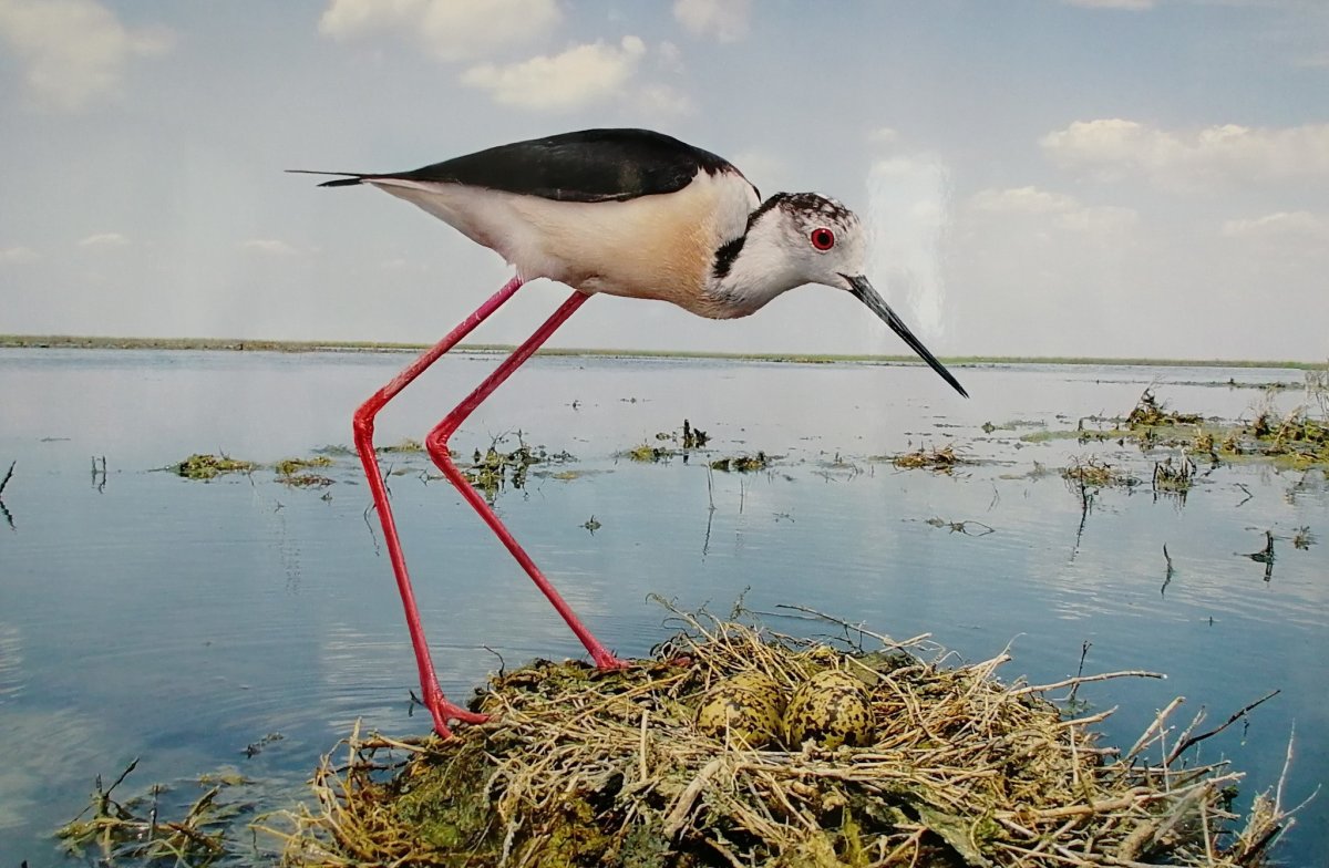 Ходулочник птица