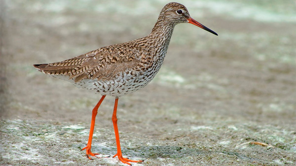 Кулик красноножка